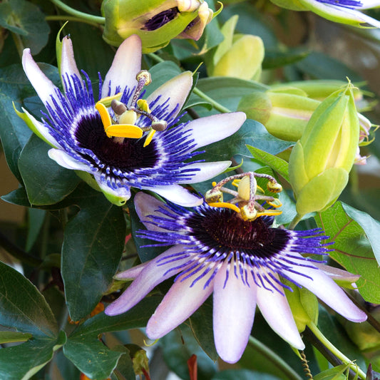 Passiflora 'Silly Cow'