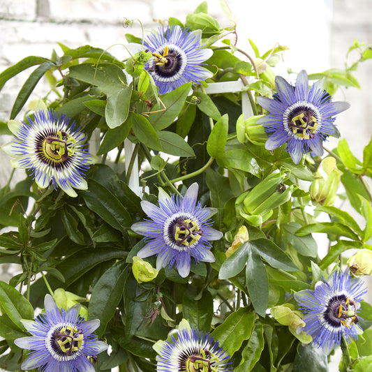 Passiflora 'Duuk'