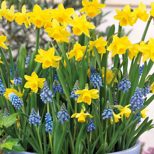 Daffodil & Grape Hyacinth Garden Mix