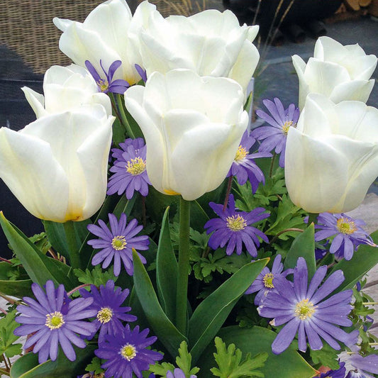 Tulip & Anemone Garden Mix