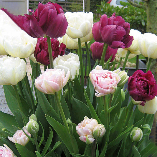 Tulip Double Garden Mix