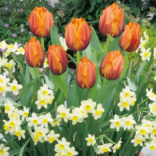 Tulip & Daffodil Garden Mix - Orange & Cream