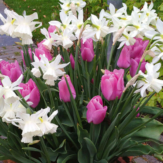 Tulip & Daffodil Garden Mix