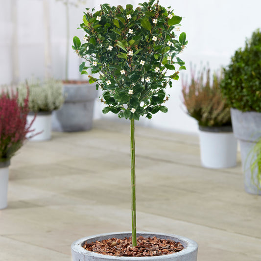 Ilex 'Blue Prince' Patio Tree