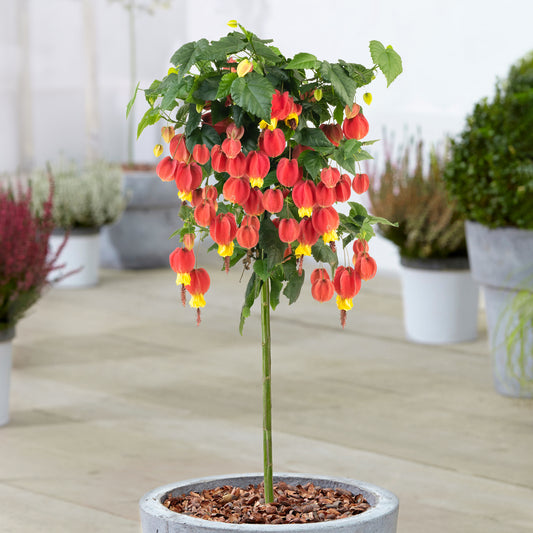 Abutilon 'Big Bell' Patio Tree