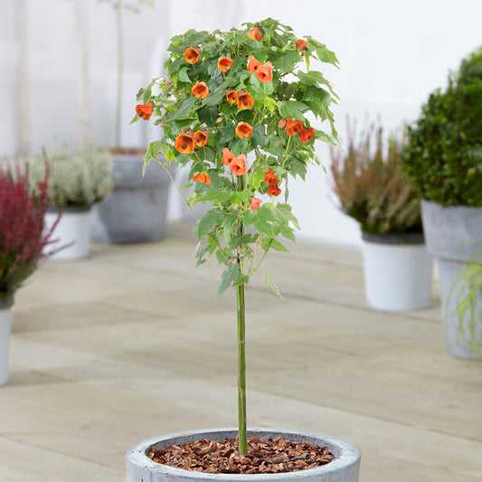 Orange Abutilon Patio Tree