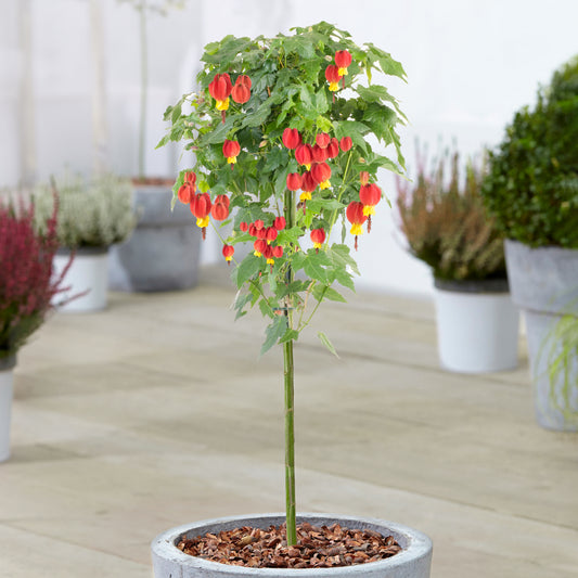 Red Abutilon Patio Tree