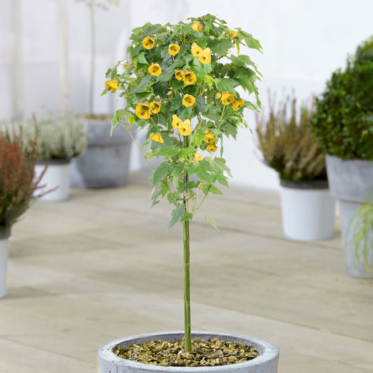 Yellow Abutilon Patio Tree