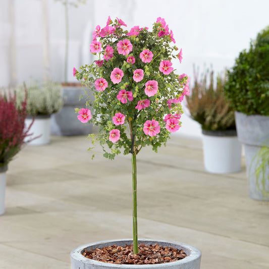 Anisodontea 'Elegans Princess' Patio Tree