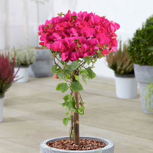 Bougainvillea 'Purple' Patio Tree