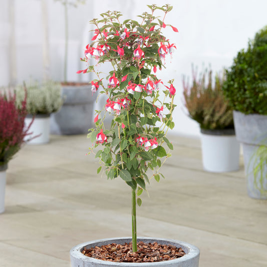 Pink Fuchsia Patio Tree