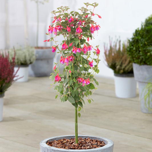 Purple Fuchsia Patio Tree