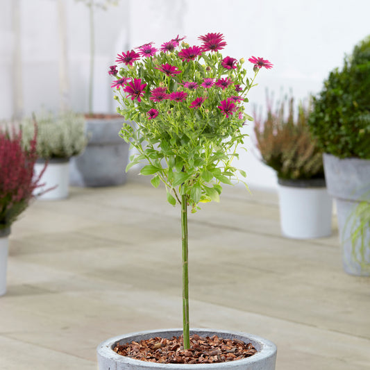 Pink Osteospermum Patio Tree