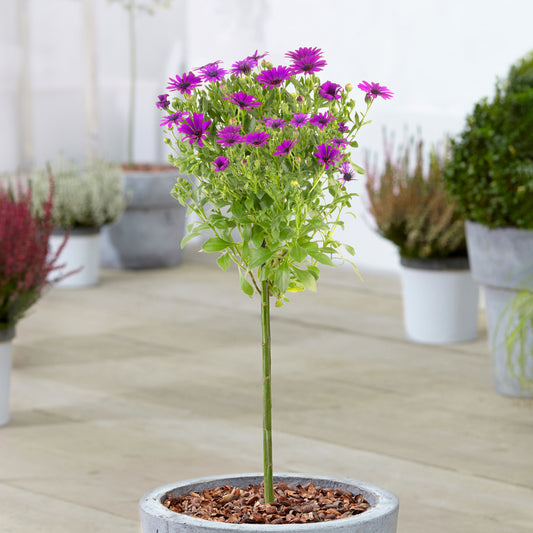 Purple Osteospermum Patio Tree