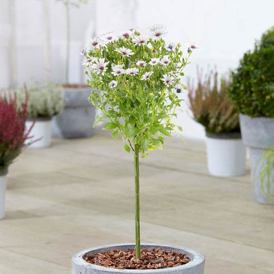 White Osteospermum Patio Tree