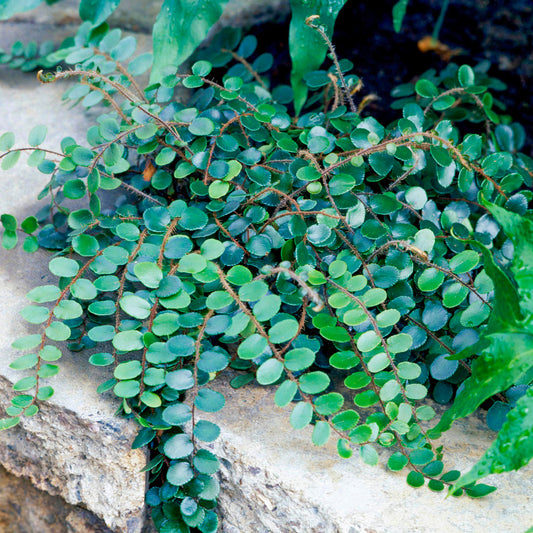 Pellaea rotundifolia