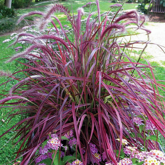 Pennisetum 'Fireworks'