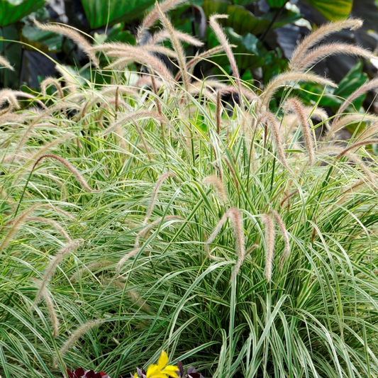 Pennisetum 'Sky Rocket'