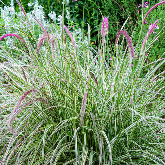 Pennisetum 'Cherry Sparkler'