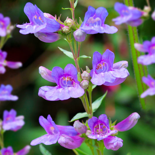 Penstemon 'Heavenly Blue'