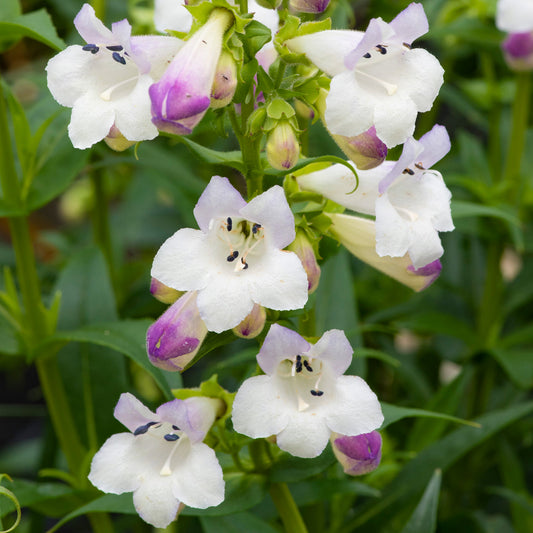 Penstemon 'Harlequin Lilac'