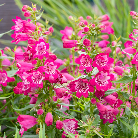 Penstemon 'Harlequin Magenta'