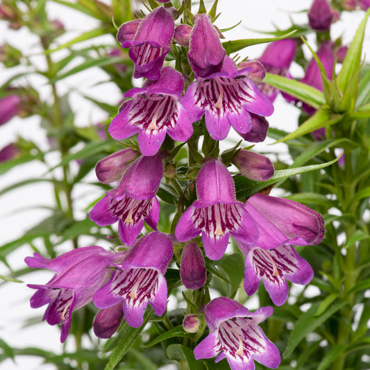 Penstemon 'Harlequin Violet'