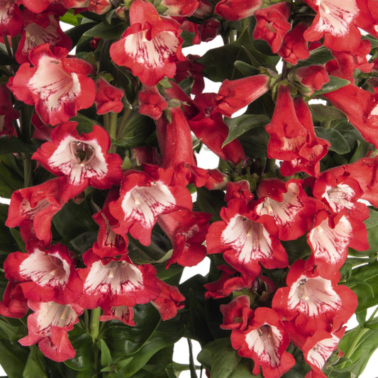 Penstemon 'Pep Talk Red'