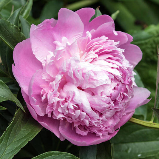 Pink Peony