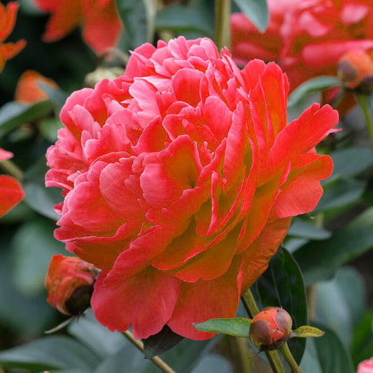 Red Peony