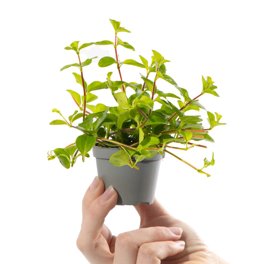 Baby Peperomia rotundifolia