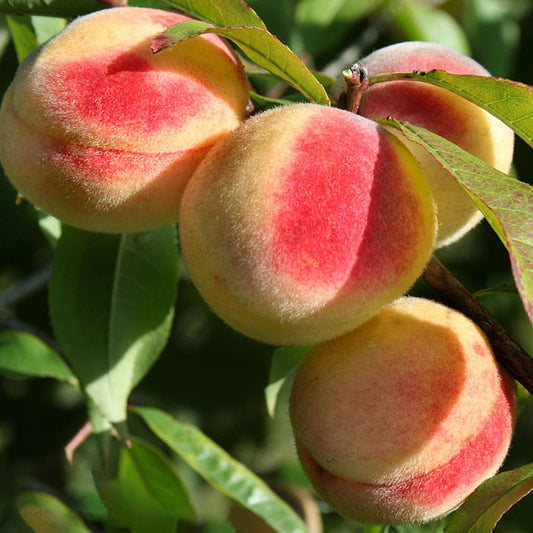 Peach persica Patio Tree