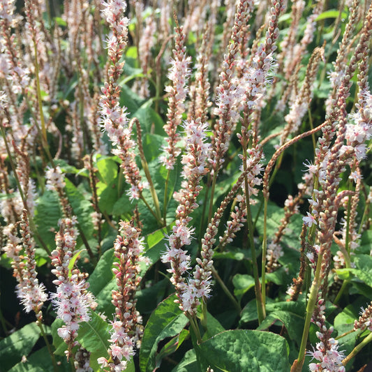 Persicaria 'Alba Junior'