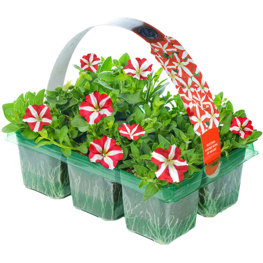 Petunia Amore King of Hearts Basket Plants