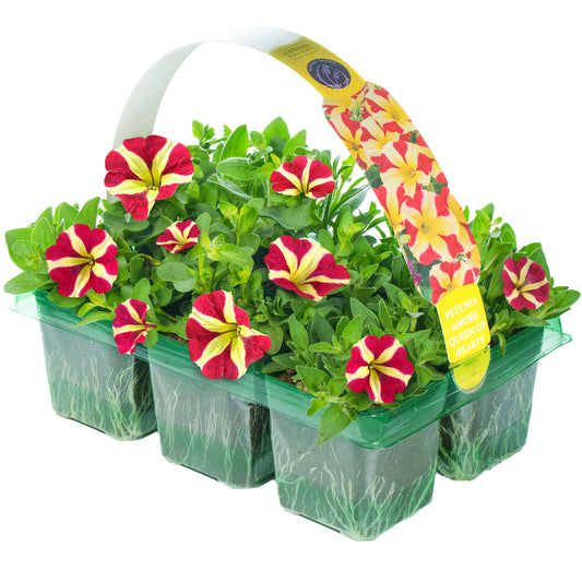 Petunia Amore Queen of Hearts Basket Plants