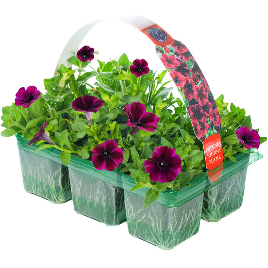 Petunia Johnny Flame Basket Plants