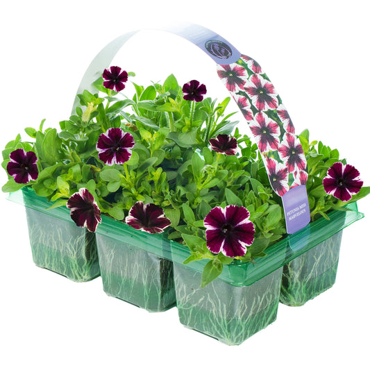 Petunia Miss Marvelous Basket Plants