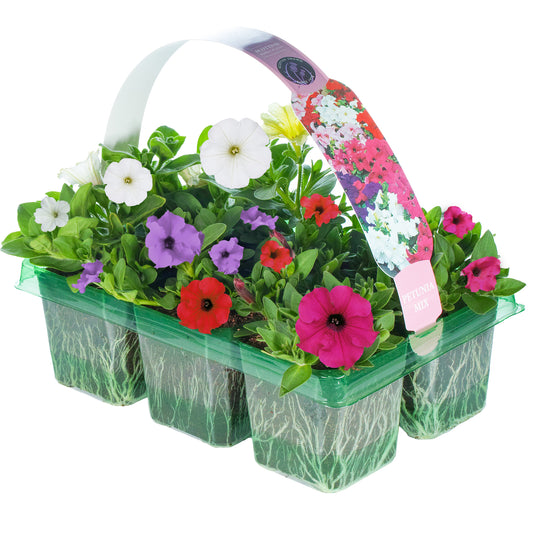 Petunia Mixed Basket Plants