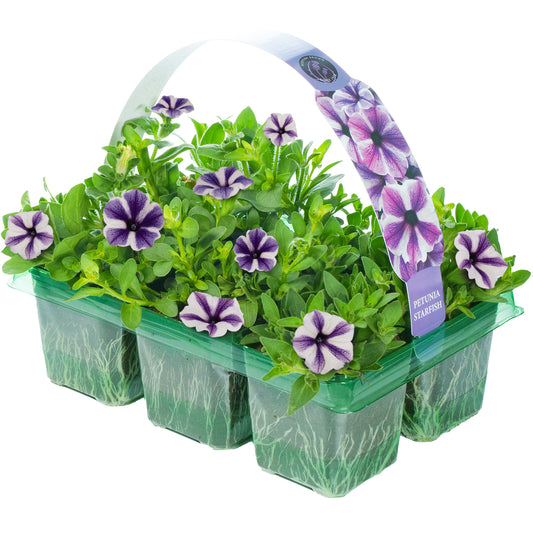 Petunia Starfish Basket Plants