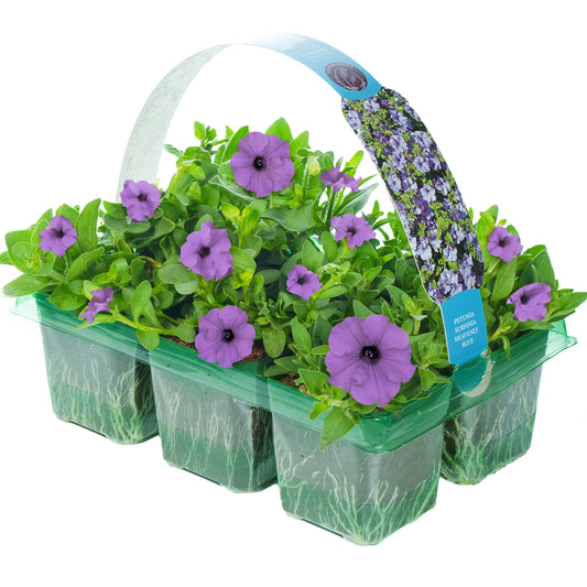 Petunia Surfinia Heavenly Blue Basket Plants