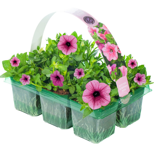 Petunia Surfinia Pink Basket Plants