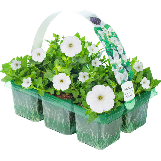 Petunia Surfinia White Basket Plants