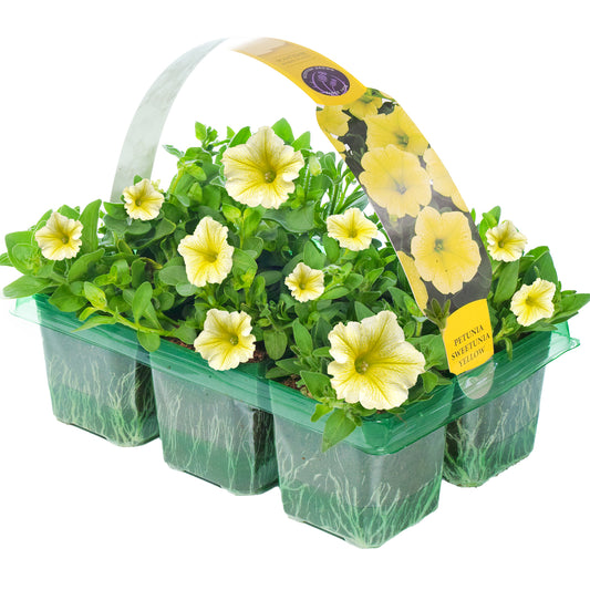 Petunia Surfinia Yellow Basket Plants