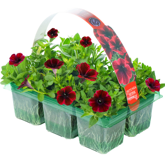 Petunia Suzie Storm Basket Plants