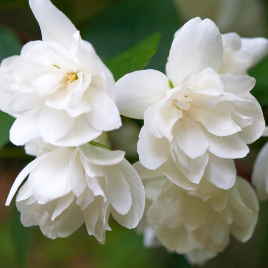 Philadelphus 'Snowbelle'