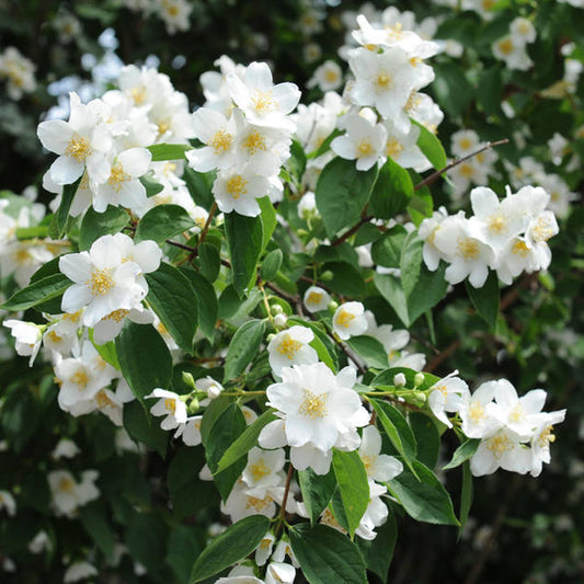 Philadelphus 'Manteau d'Ermine'