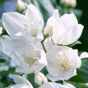 Philadelphus 'Mrs E.L. Robinson'