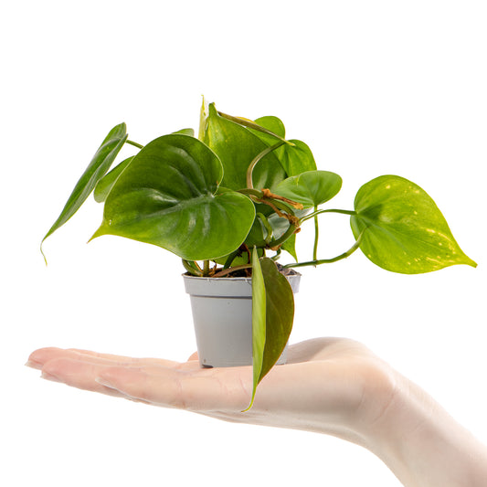 Baby Philodendron scandens