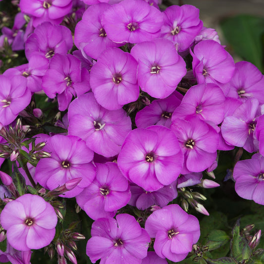 Phlox 'Ka-Pow Lavender'