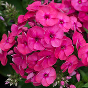 Phlox 'Ka-Pow Pink'